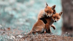 Red Foxes HD wallpaper thumb