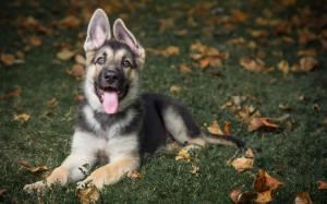 German Shepherd, Dog, Grass, Tongue, Leaves, Animal wallpaper thumb
