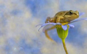 frog, macro, flower, petals, blurring wallpaper thumb