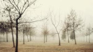Landscapes Nature Trees Fog Free Download wallpaper thumb