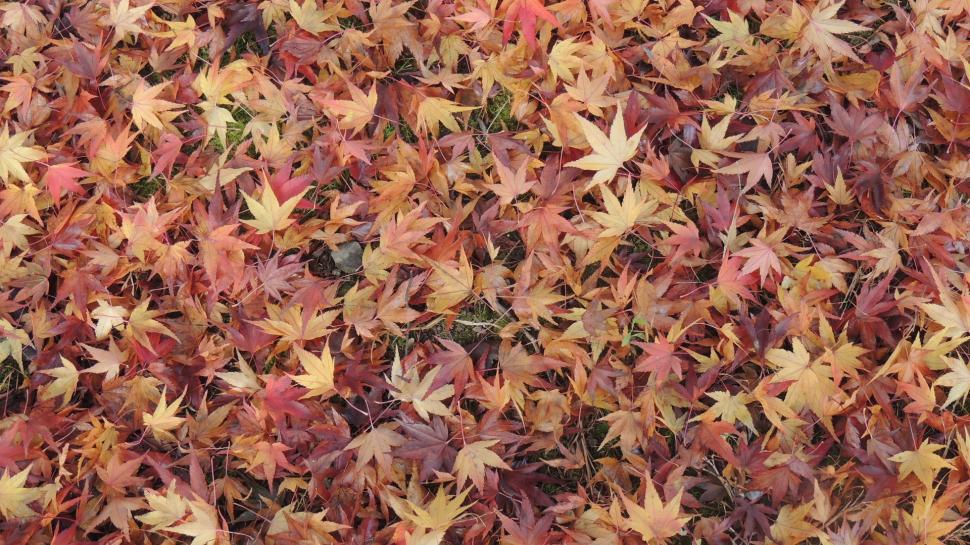 Nature, Leaves, Fall, Maple Leaves, Ground wallpaper,nature HD wallpaper,leaves HD wallpaper,fall HD wallpaper,maple leaves HD wallpaper,ground HD wallpaper,1920x1080 HD wallpaper,1920x1080 wallpaper