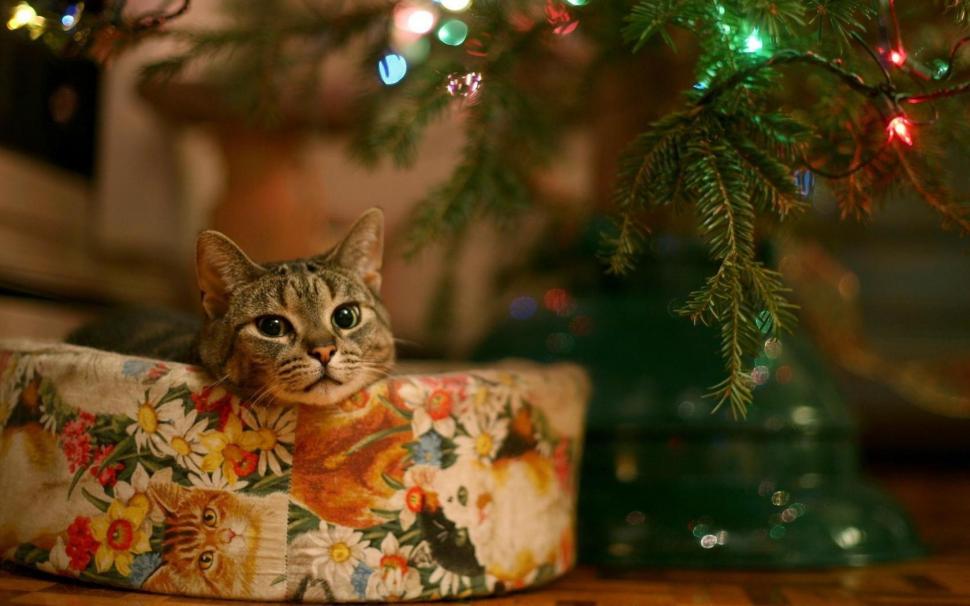 Cat, box, christmas, sitting, snout wallpaper,christmas wallpaper,sitting wallpaper,snout wallpaper,1680x1050 wallpaper