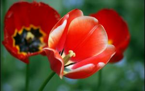 Red flowers, poppies, tulips, bokeh wallpaper thumb