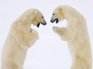 Male Bears Sparring Canada wallpaper thumb