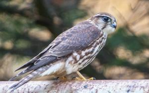 Falcon, bird, predator wallpaper thumb