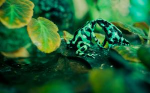 Animals, Frogs, Amphibians, Poison Dart Frogs, Green wallpaper thumb