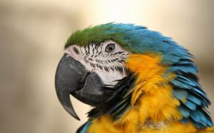 Macaw wallpaper thumb