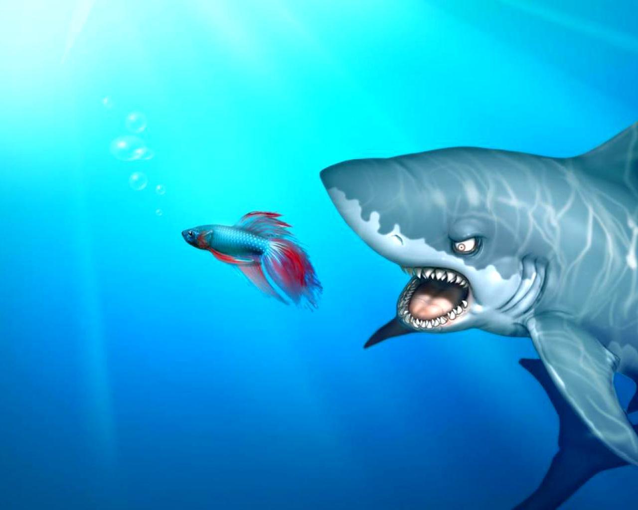 Windows shark funny wild sea animals wallpaper | animals | Wallpaper Better