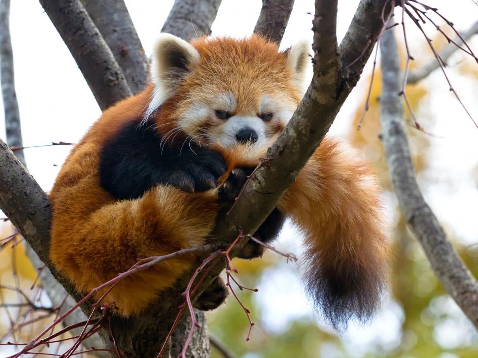 Red panda, tree, branches wallpaper,Red HD wallpaper,Panda HD wallpaper,Tree HD wallpaper,Branches HD wallpaper,1920x1440 wallpaper
