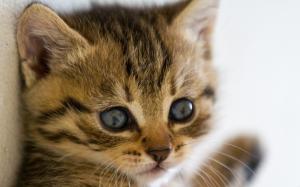 Cute kitten close-up photography, eyes beard close-up wallpaper thumb