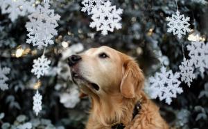 Dog Snowflakes Mood wallpaper thumb
