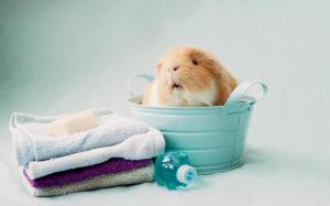 Hamsters, Stay Meng, Towel, Bucket wallpaper thumb