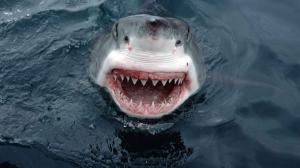 Shark Teeth Great White HD wallpaper thumb