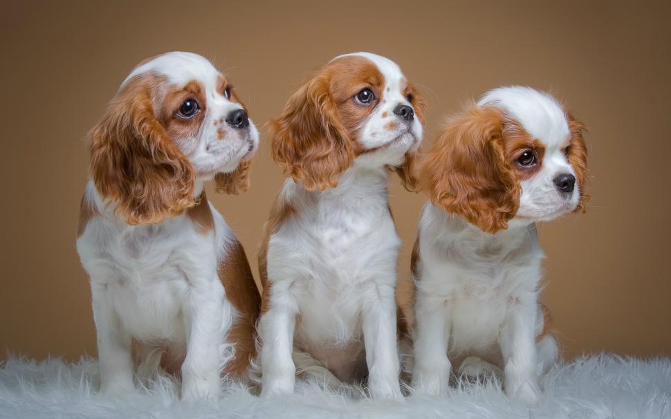 Spaniels, cute three puppies wallpaper,Spaniels HD wallpaper,Cute HD wallpaper,Three HD wallpaper,Puppies HD wallpaper,2560x1600 wallpaper