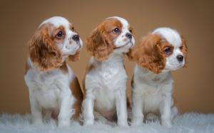 Spaniels, cute three puppies wallpaper thumb