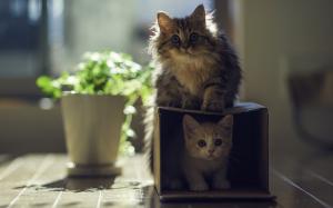 Cat with kitten, house, box wallpaper thumb