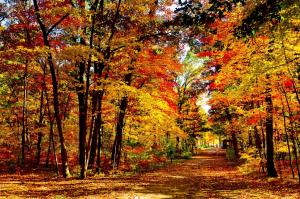 wood, yellow, trees, nature, landscape, autumn wallpaper thumb