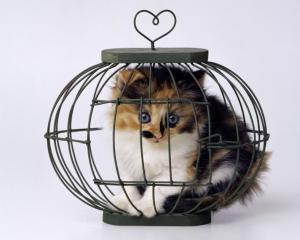 Cat Kitten Bird Cage Cage HD wallpaper thumb