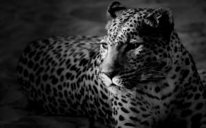 Black and White Leopard wallpaper thumb