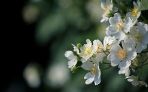White flowers bloom, spring, glare wallpaper thumb