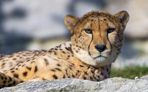Cheetah, predator, face, eyes, rest, stone wallpaper thumb
