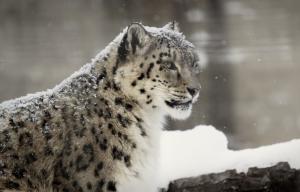 Snow white leopard wallpaper thumb