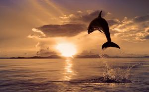Sunset Dolphin wallpaper thumb
