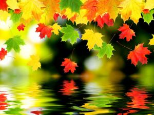 Many maple leaves, water reflection wallpaper thumb