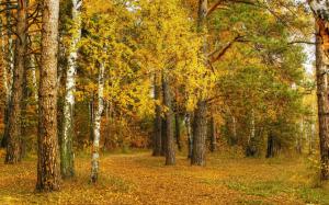 Autumn, birch, yellow leaves, trees, forest wallpaper thumb