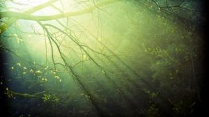 Sunlight, Trees, Nature, Forest wallpaper thumb