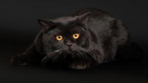 Black Cats Face Eyes Free Background wallpaper thumb