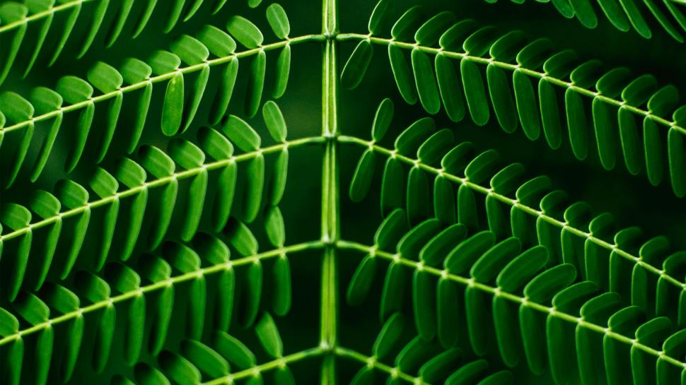 Deep Green Leaves wallpaper,Plants HD wallpaper,3840x2160 wallpaper