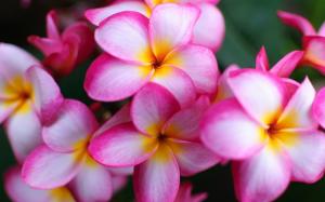 Pink flowers close-up, plumeria wallpaper thumb