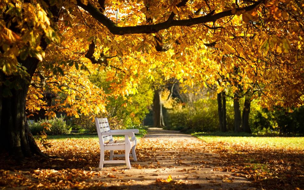 Autumn park, bench, yellow leaves wallpaper,Autumn HD wallpaper,Park HD wallpaper,Bench HD wallpaper,Yellow HD wallpaper,Leaves HD wallpaper,2560x1600 wallpaper