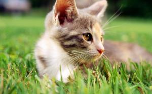 Cats Grass Outdoors Kittens Background Pictures wallpaper thumb