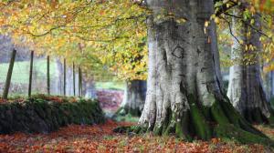Autumn, trees, leaves, nature scenery wallpaper thumb