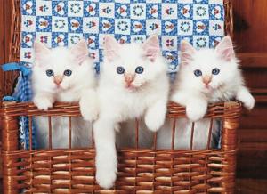 Three White Kittens In A Basket wallpaper thumb