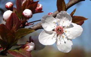 Plum tree blossoms wallpaper thumb