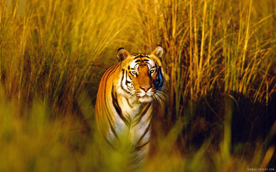 Bengal Tiger wallpaper,tiger HD wallpaper,bengal HD wallpaper,2880x1800 wallpaper