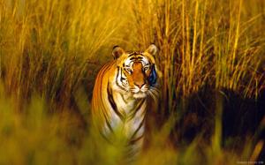 Bengal Tiger wallpaper thumb