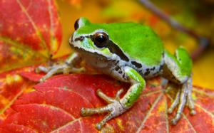 Frog On Leaf wallpaper thumb