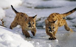 Uinta National Forest, Utah, USA, mountain lion cubs, winter, snow wallpaper thumb