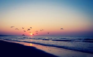 Seagulls in the sunset wallpaper thumb