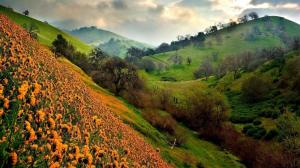 The Valley Of The Flowers wallpaper thumb