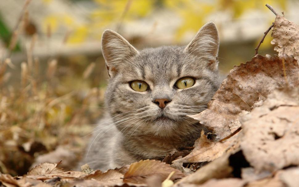 Staring Grey Cat With Leaves wallpaper,sharp HD wallpaper,grey HD wallpaper,leaves HD wallpaper,staring HD wallpaper,animals HD wallpaper,2560x1600 wallpaper