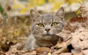 Staring Grey Cat With Leaves wallpaper thumb