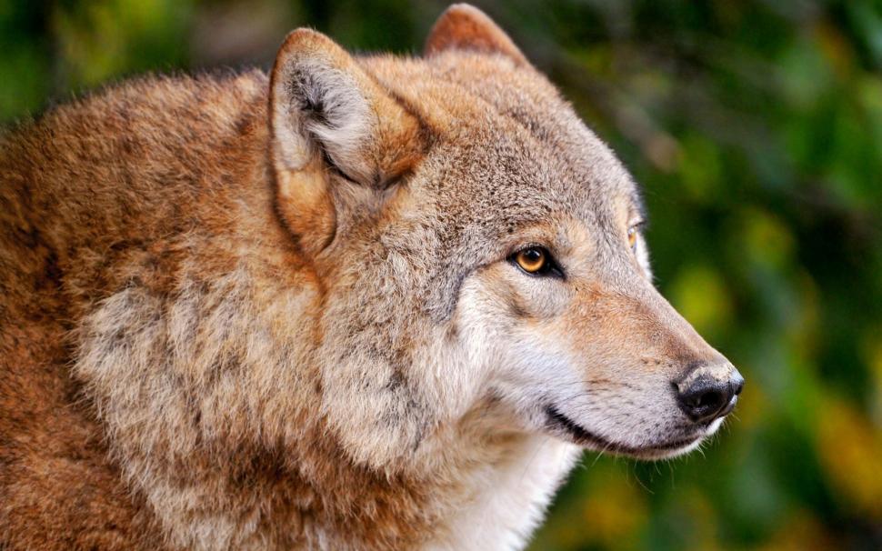 A wolf close-up, a predator wallpaper,Wolf HD wallpaper,Predator HD wallpaper,1920x1200 wallpaper