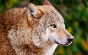 A wolf close-up, a predator wallpaper thumb