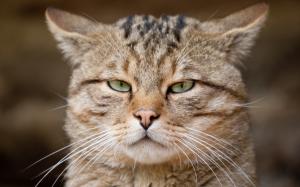 European cat, wild cat, eyes, face wallpaper thumb