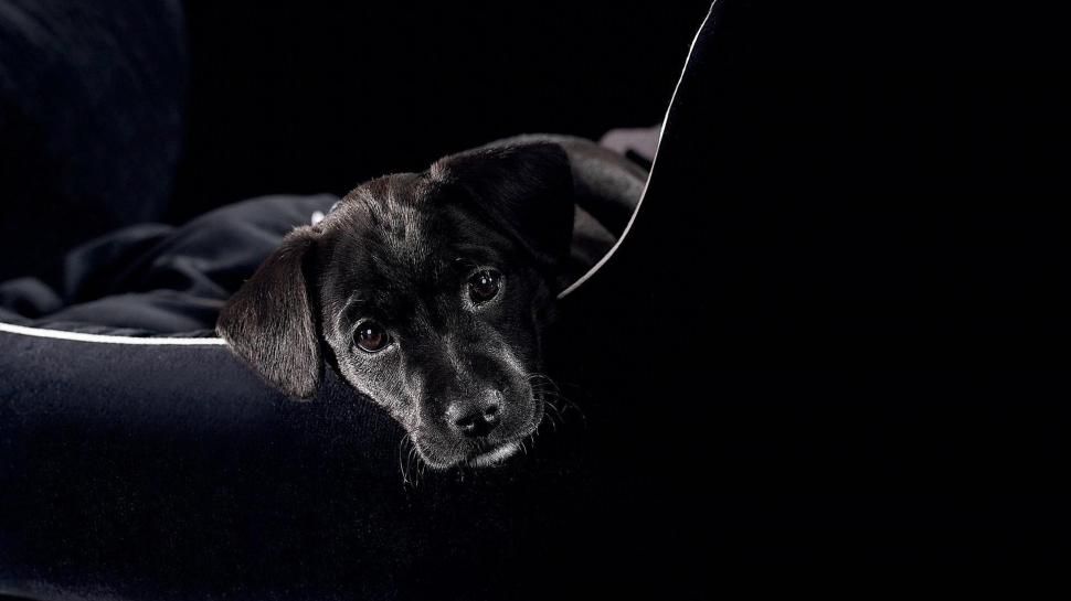 Wonderful Puppy, All In Black wallpaper,black HD wallpaper,puppy HD wallpaper,cute HD wallpaper,animals HD wallpaper,1920x1080 wallpaper